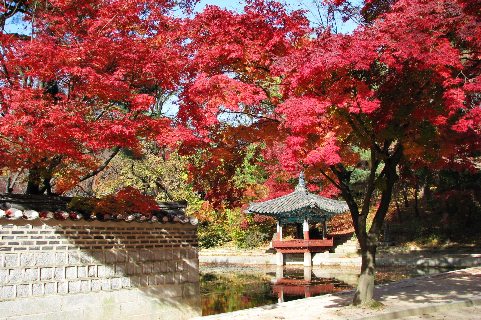 韓国の街中の紅葉の様子